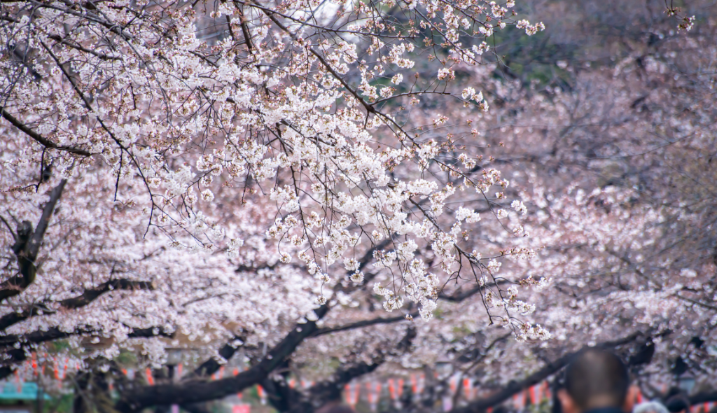 Cherry Blossom in full Bloom in Ueno Park